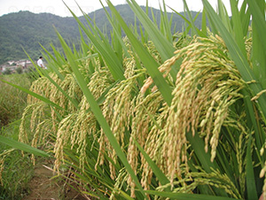 �t̩��(y��u)996-ˮ���N��-�зN���F