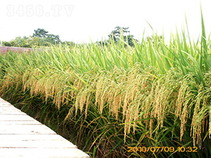 �(y��u)9734ˮ���N��-�зN���F