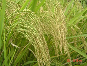 ��(y��u)��22-ˮ���N��-�зN���F