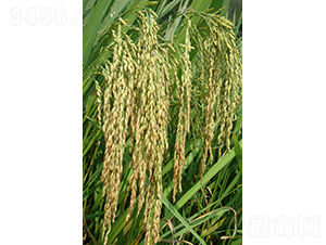 ����(y��u)107-ˮ���N��-�зN���F(tu��n)