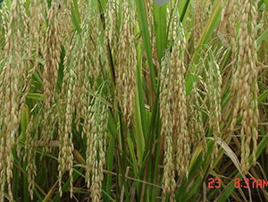 �d5��(y��u)142-ˮ���N��-�зN���F