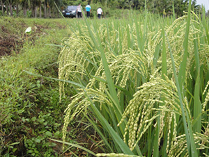 ��II��(y��u)4671-ˮ���N��-�зN���F(tu��n)