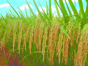 ��(y��u)��2̖(h��o)-ˮ���N��-�зN���F(tu��n)