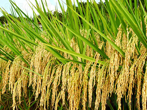 ʢ̩��(y��u)722-ˮ���N��-�зN���F