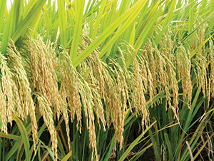 ����(y��u)9113-ˮ���N��-�зN���F