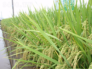 ���r(n��ng)2��(y��u)3̖-ˮ���N��-�зN���F