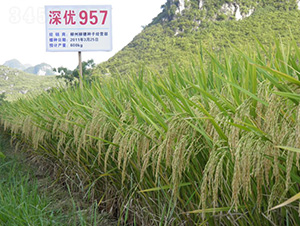 �(y��u)957-ˮ���N��-�зN���F