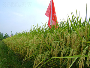 �p�Ƀ�(y��u)1̖-ˮ���N��-�зN���F