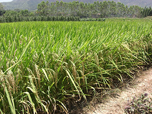 ̩�S��(y��u)656-ˮ���N��-�зN���F