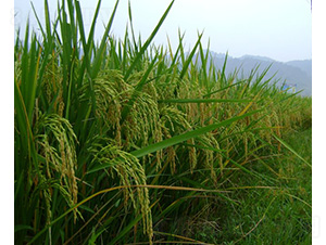 �˃�(y��u)673-ˮ���N��-�зN���F