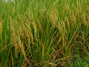 ����(y��u)458-ˮ���N��-�зN���F