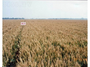 ����11̖(h��o)-С���N��-�ػͷN�I(y��)