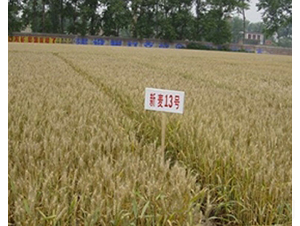 ����13̖(h��o)-С���N��-�ػͷN�I(y��)