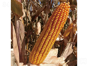 ������301-���׷N��-���ƷN�I(y��)