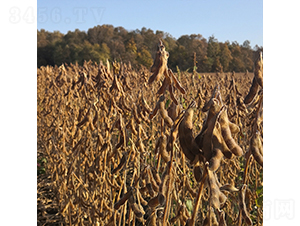 ��1885-�󶹷N��-���ƷN�I(y��)