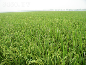 �G��1̖-ˮ���N��-��N�I(y��)