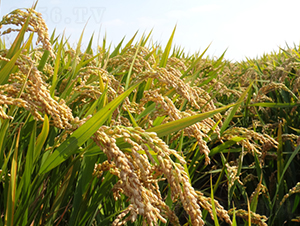 �����-ˮ���N��-��N�I(y��)