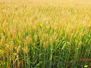 ����5̖(h��o)-С���N��-��N�I(y��)