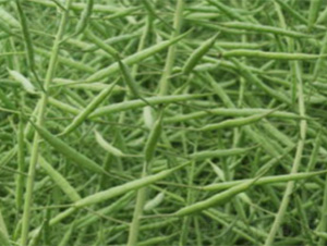 �к��s418-�Ͳ˷N��-�t��N�I(y��)