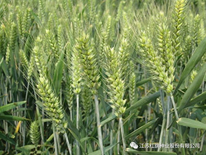 �K̩��1̖(h��o)-С���N��-�t��N�I(y��)