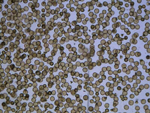 ��ɏ1A-ˮ���N��-�t��N�I(y��)