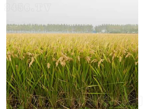 ����5̖-ˮ���N��-�t��N�I(y��)