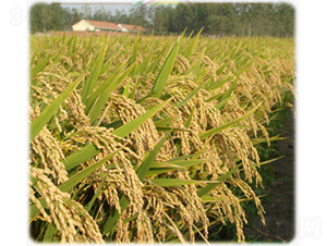 �Ͼ�40-ˮ���N��-�t��N�I(y��)