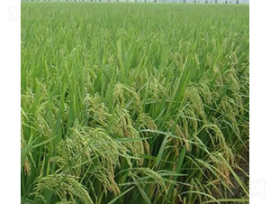 �Ƀ�(y��u)003-ˮ���N��-�t��N�I(y��)