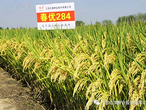 ����(y��u)284-ˮ���N��-�t��N�I(y��)