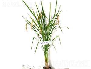 Y�Ƀ�(y��u)569-ˮ���N��-�t��N�I(y��)