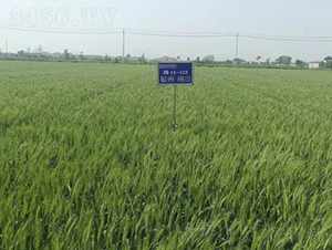 �P(y��ng)��31-С���N��-������