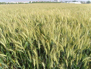 �P(y��ng)ݗ��17-С���N��-������