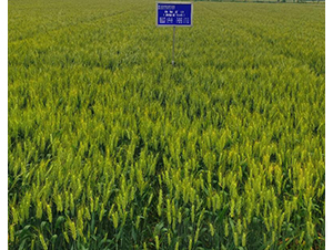 �Pݗ��13-С���N��-������