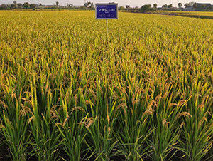 ��Ŵ6288-ˮ���N��-������