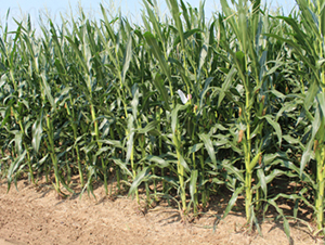 �R��101-���׷N��-���S�N�I(y��)