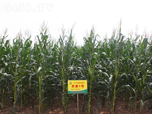 �R��1̖-���׷N��-���S�N�I(y��)