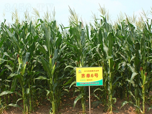 �R��6̖-���׷N��-���S�N�I(y��)