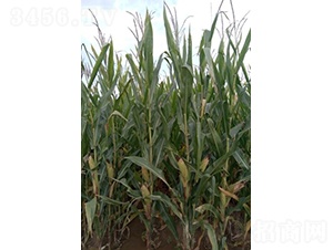 �R��828-���׷N��-���S�N�I(y��)