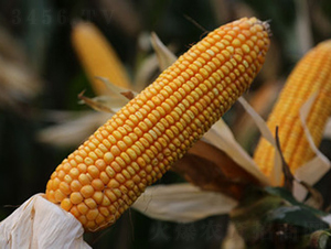 ���S5̖-���׷N��-���S�N�I(y��)