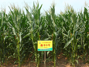 ���S9̖-���׷N��-���S�N�I(y��)