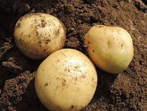 ������-�����N��-���S�N�I(y��)