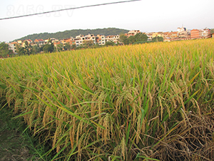 �Ƀ�(y��u)1259-ˮ���N��-�����N�I(y��)