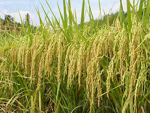 ��Ŵ��(y��u)6̖-ˮ���N��-�����N�I(y��)