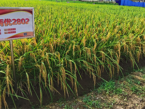 ��Ƀ�(y��u)2802-ˮ���N��-�����N�I(y��)