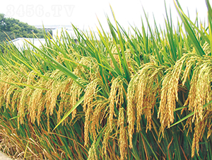 ɽ�Ƀ�(y��u)��ռ-ˮ���N��-�����N�I(y��)