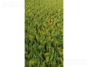 ���Ƀ�(y��u)164-ˮ���N��-�����N�I(y��)