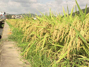 T78��(y��u)2155-ˮ���N��-�����N�I(y��)