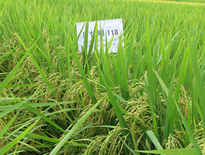 �V��(y��u)��118-ˮ���N��-�����N�I(y��)