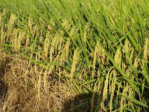 ��̫��(y��u)703-ˮ���N��-�����N�I(y��)