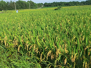 �僞(y��u)1602-ˮ���N��-�����N�I(y��)